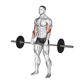 Reverse Curl