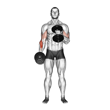 Cross-Body Hammer Curl