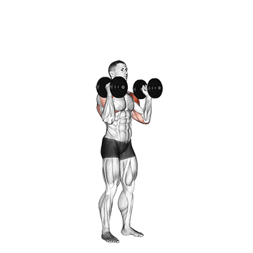Dumbbell Standing Palms-In Press