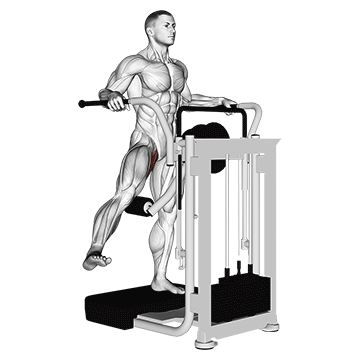 Lever Side Hip Adduction