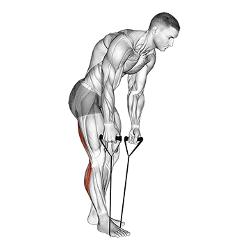 Standing Hamstring and Calf Stretch with Starp