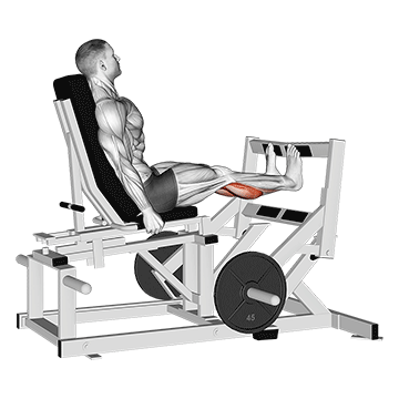 Lever Calf Press (plate loaded)