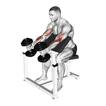 Dumbbell Hammer Preacher Curl